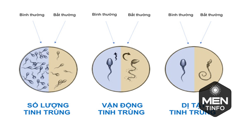 cac-chi-so-danh-gia-chat-luong-tinh-trung-2