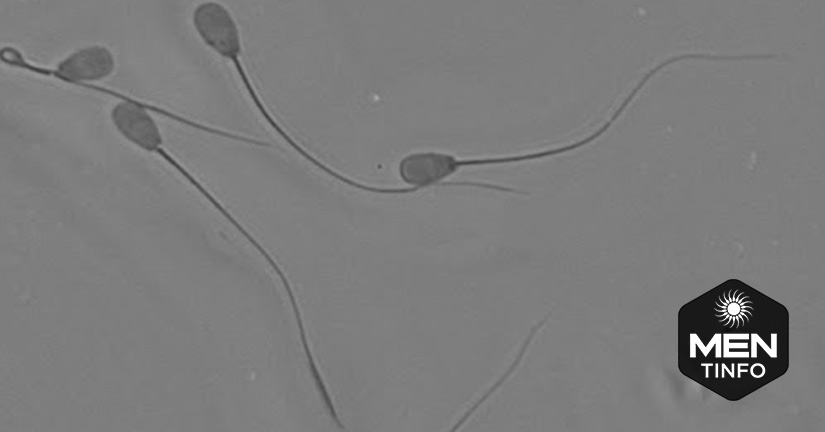 cum-co-anh-huong-den-chat-luong-tinh-trung-2